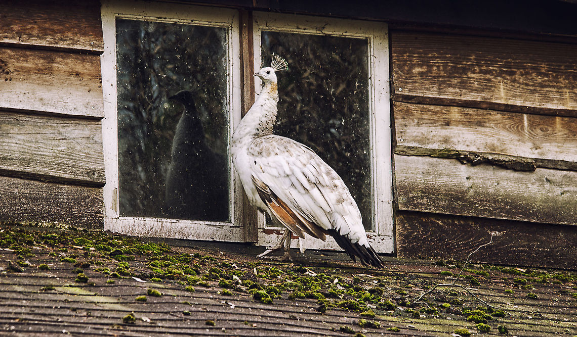 Let me in A White Peacock (or Peafowl), which is not a seperate specie yet a condition, patiently waits for its inhouse residence to be open again at the BestZoo, the Netherlands.<br />
<br />
Rather than hiding and softening dirt and noise, I have amplified it during postprocessing to give this a more raw edge. BestZOO,Geotagged,Indian Peacock,Pavo cristatus,The Netherlands