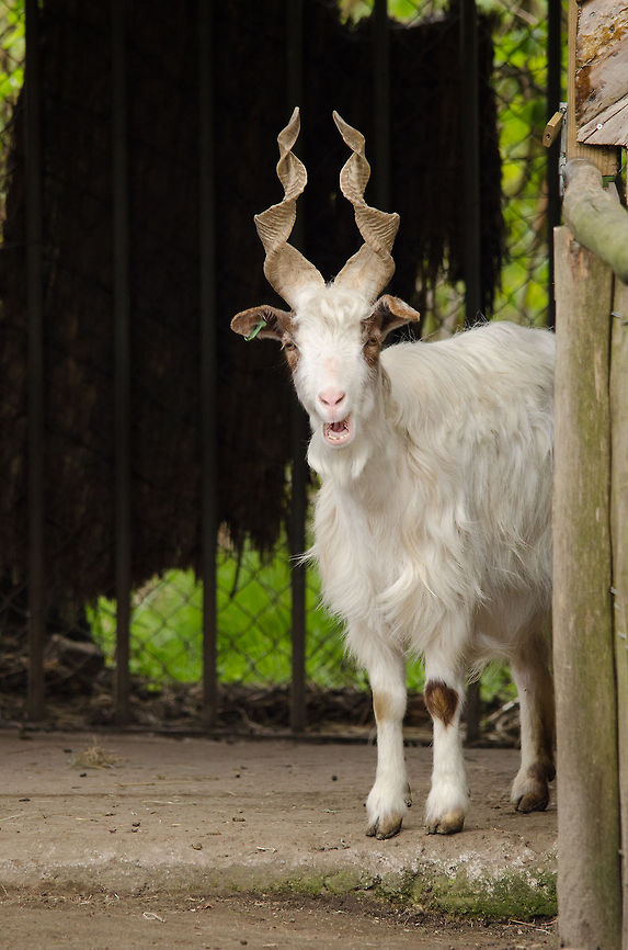 Capra hircus girgentana No english wiki page, so here is a translation from the dutch wiki page:<br />
<br />
The Girgentana goat (Capra hircus girgentana) is a breed of goats, which origin dates from the Italian province of Agrigento in Sicily. The city of Agrigento was called until 1929 Girgenti and its the breed is named. The origin of the breed is unknown. A striking feature of the animals constitute the horns, which are - in contrast to most other varieties goats - tightened, and the trestle in a length of 80 cm can be achieved. This has led to suspicions that the Girgentana-breed descended from the Central Asian screw horn goat (Capra falconeri). However, his horns are spirally outwards, while the Girgentana goats horns turn inwards. BestZOO,Capra aegagrus hircus,Domestic Goat,Geotagged,The Netherlands