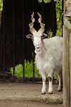 Capra hircus girgentana No english wiki page, so here is a translation from the dutch wiki page:<br />
<br />
The Girgentana goat (Capra hircus girgentana) is a breed of goats, which origin dates from the Italian province of Agrigento in Sicily. The city of Agrigento was called until 1929 Girgenti and its the breed is named. The origin of the breed is unknown. A striking feature of the animals constitute the horns, which are - in contrast to most other varieties goats - tightened, and the trestle in a length of 80 cm can be achieved. This has led to suspicions that the Girgentana-breed descended from the Central Asian screw horn goat (Capra falconeri). However, his horns are spirally outwards, while the Girgentana goats horns turn inwards. BestZOO,Capra aegagrus hircus,Domestic Goat,Geotagged,The Netherlands
