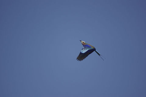 Lilac-breasted roller in flight Quite a lucky capture, where this gorgeous bird is taking off. No doubt it is on its way to its harem. Birds,Coracias caudatus,Flight,Lilac-breasted Roller,Lilac-breasted roller,Roller,South Africa