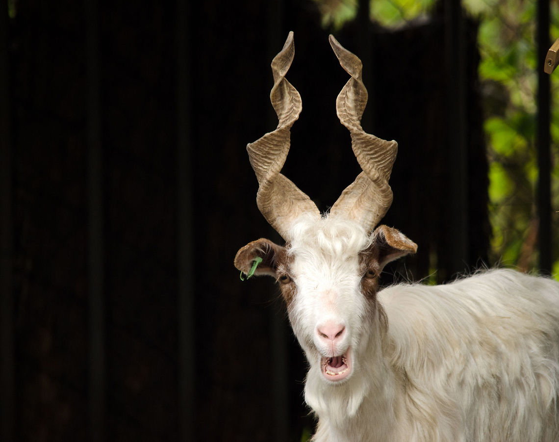 Capra hircus girgentana No english wiki page, so here is a translation from the dutch wiki page:<br />
<br />
The Girgentana goat (Capra hircus girgentana) is a breed of goats, which origin dates from the Italian province of Agrigento in Sicily. The city of Agrigento was called until 1929 Girgenti and its the breed is named. The origin of the breed is unknown. A striking feature of the animals constitute the horns, which are - in contrast to most other varieties goats - tightened, and the trestle in a length of 80 cm can be achieved. This has led to suspicions that the Girgentana-breed descended from the Central Asian screw horn goat (Capra falconeri). However, his horns are spirally outwards, while the Girgentana goats horns turn inwards. BestZOO,Capra aegagrus hircus,Domestic Goat,Geotagged,The Netherlands