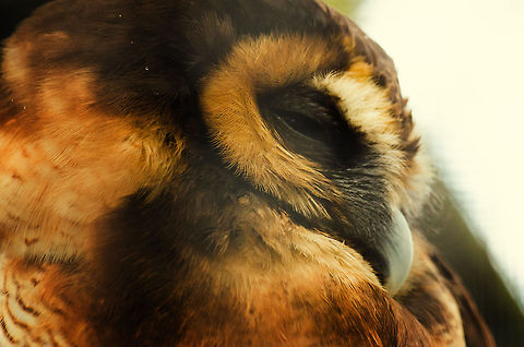 Brown Wood Owl sideview closeup Adule male Brown Wood Owl at the BestZOO, the Netherlands.  BestZOO,Brown Wood Owl,Geotagged,Strix leptogrammica,The Netherlands