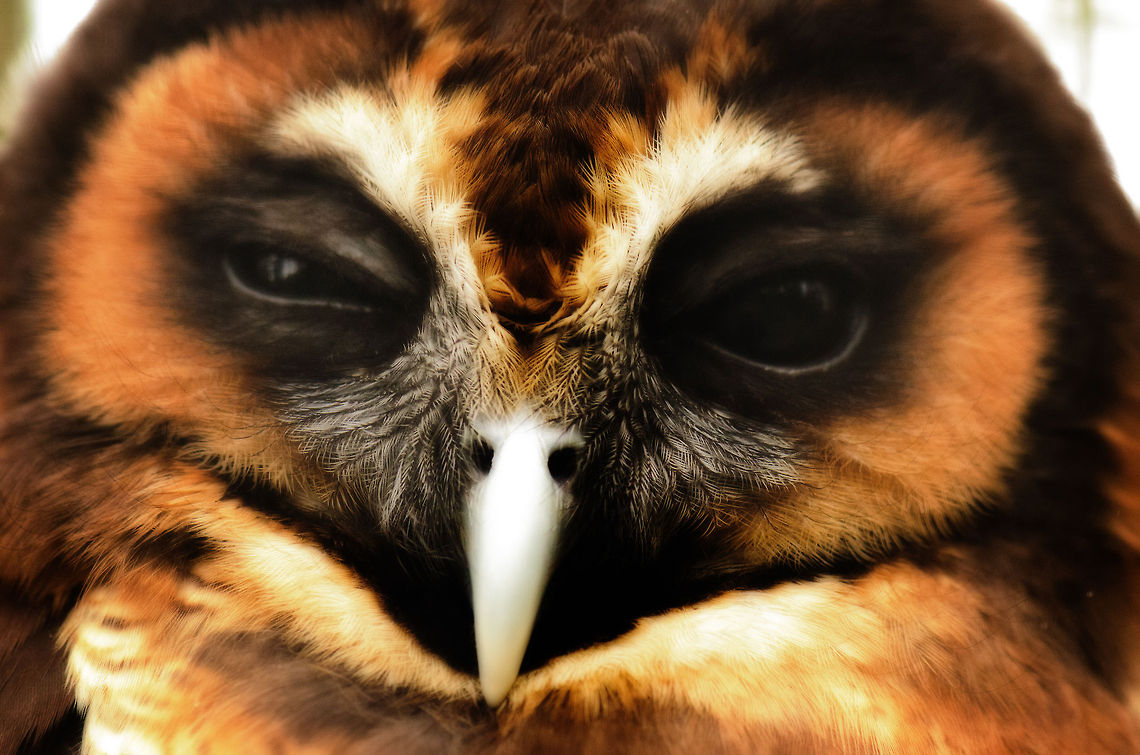 Brown Wood Owl frontal closeup Adule male Brown Wood Owl at the BestZOO, the Netherlands.  BestZOO,Brown Wood Owl,Strix leptogrammica