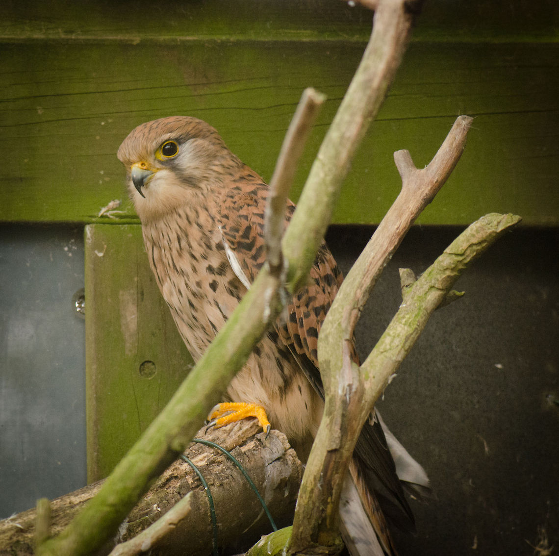 Common Kestrel taking shelter A poor composition because of all the stuff that is in the way, but I&#039;m sharing it anyway. At this very moment some very heavy rain started to fall and this kestrel quickly moved to the only corner of its cage that has a roof. BestZOO,Common Kestrel,Falco tinnunculus,Geotagged,The Netherlands
