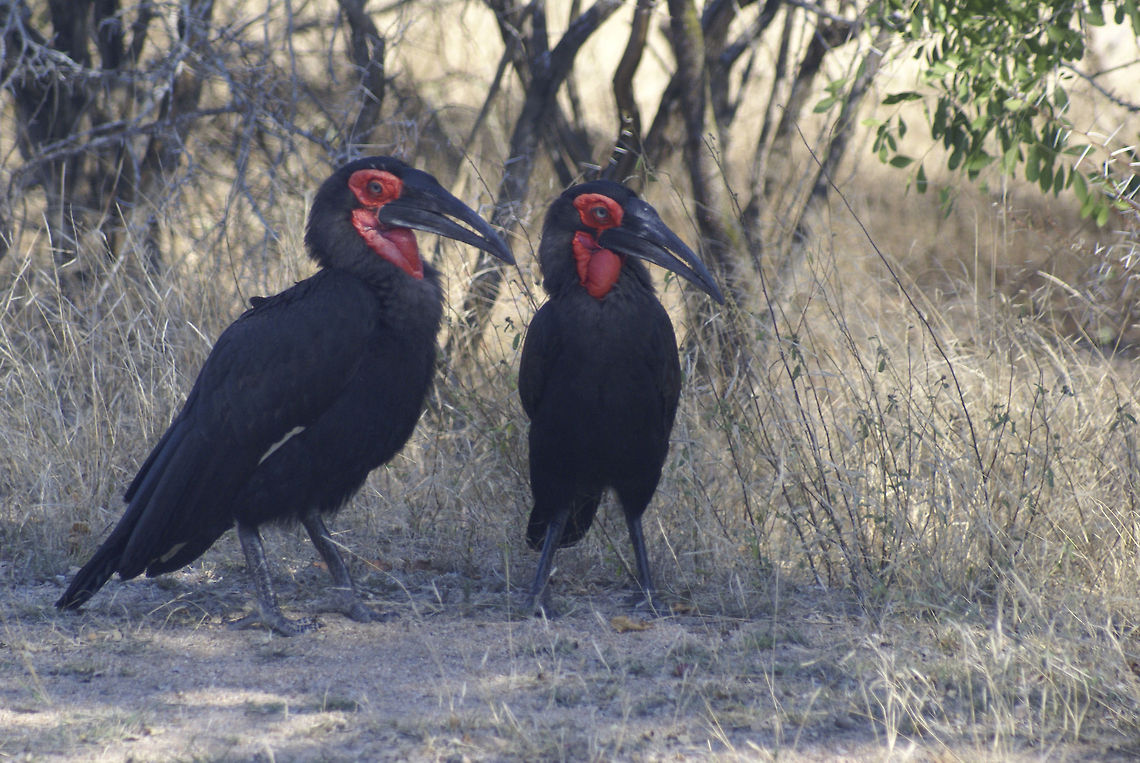 Southern ground-hornbill pair A pair of majestic Souther ground-hornbills looking for things to break with their massive cutting tools. Birds,Bucorvus leadbeateri,Hornbill,South Africa,Southern Ground Hornbill,Southern ground-hornbill