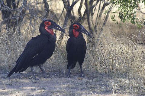 Southern ground-hornbill pair A pair of majestic Souther ground-hornbills looking for things to break with their massive cutting tools. Birds,Bucorvus leadbeateri,Hornbill,South Africa,Southern Ground Hornbill,Southern ground-hornbill