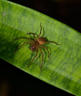 Trechaleidae, Syntrechalea sp. spider feeding, Santa María, Colombia ID by Hubert Höfer.
About 5 cm full length, dark orange, banded legs. Boyacá,Colombia,Santa María,South America,World
