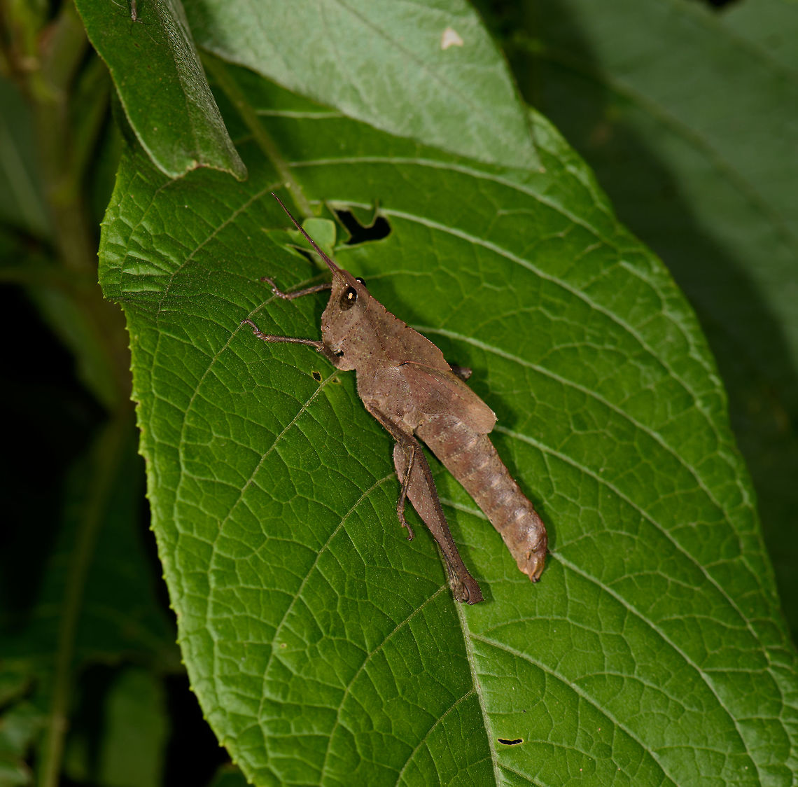 Dull brown large headed grasshopper, Santa María, Colombia Colpolopha sp. Boyacá,Colombia,Santa María,South America,World