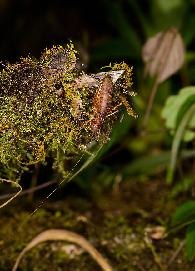 Brown cricket with enormous antennae, Santa María, Colombia Closeup:<br />
<figure class="photo"><a href="https://www.jungledragon.com/image/49310/brown_cricket_with_enormous_antennae_-_closeup_santa_mara_colombia.html" title="Brown cricket with enormous antennae - closeup, Santa Mar&iacute;a, Colombia"><img src="https://s3.amazonaws.com/media.jungledragon.com/images/2/49310_thumb.jpg?AWSAccessKeyId=05GMT0V3GWVNE7GGM1R2&Expires=1767225610&Signature=dO75ZfY4AU2zMeVLBt%2B%2Bc%2FW4Kn8%3D" width="200" height="134" alt="Brown cricket with enormous antennae - closeup, Santa Mar&iacute;a, Colombia Zoomed out:<br />
https://www.jungledragon.com/image/49309/brown_cricket_with_enormous_antennae_santa_mara_colombia.html Boyac&aacute;,Colombia,Santa Mar&iacute;a,South America,World" /></a></figure> Boyacá,Colombia,Santa María,South America,World