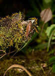 Brown cricket with enormous antennae, Santa María, Colombia Closeup:<br />
https://www.jungledragon.com/image/49310/brown_cricket_with_enormous_antennae_-_closeup_santa_mara_colombia.html Boyacá,Colombia,Santa María,South America,World
