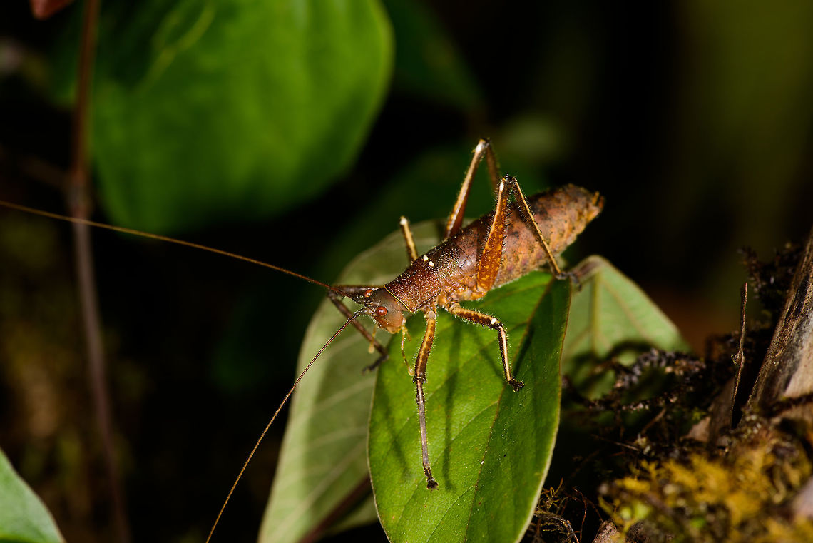 Brown cricket with enormous antennae - closeup, Santa María, Colombia Zoomed out:<br />
<figure class="photo"><a href="https://www.jungledragon.com/image/49309/brown_cricket_with_enormous_antennae_santa_mara_colombia.html" title="Brown cricket with enormous antennae, Santa Mar&iacute;a, Colombia"><img src="https://s3.amazonaws.com/media.jungledragon.com/images/2/49309_thumb.jpg?AWSAccessKeyId=05GMT0V3GWVNE7GGM1R2&Expires=1767225610&Signature=Uileh1Fu3oZM2tUxhUeMLz2t%2Bxk%3D" width="110" height="152" alt="Brown cricket with enormous antennae, Santa Mar&iacute;a, Colombia Closeup:<br />
https://www.jungledragon.com/image/49310/brown_cricket_with_enormous_antennae_-_closeup_santa_mara_colombia.html Boyac&aacute;,Colombia,Santa Mar&iacute;a,South America,World" /></a></figure> Boyacá,Colombia,Santa María,South America,World