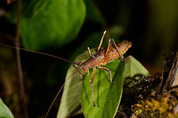 Brown cricket with enormous antennae - closeup, Santa María, Colombia Zoomed out:<br />
https://www.jungledragon.com/image/49309/brown_cricket_with_enormous_antennae_santa_mara_colombia.html Boyacá,Colombia,Santa María,South America,World