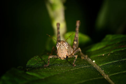 Macro of small grasshopper, Santa María, Colombia  Abracris flavolineata,Boyacá,Colombia,Santa María,South America,World
