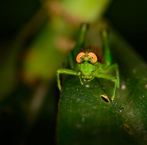 Green grasshopper, orange eyes - front view, Santa María, Colombia https://www.jungledragon.com/image/49315/green_grasshopper_orange_eyes_-_side_view_santa_mara_colombia.html
https://www.jungledragon.com/image/49314/green_grasshopper_orange_eyes_-_posing_santa_mara_colombia.html Boyacá,Colombia,Santa María,South America,World