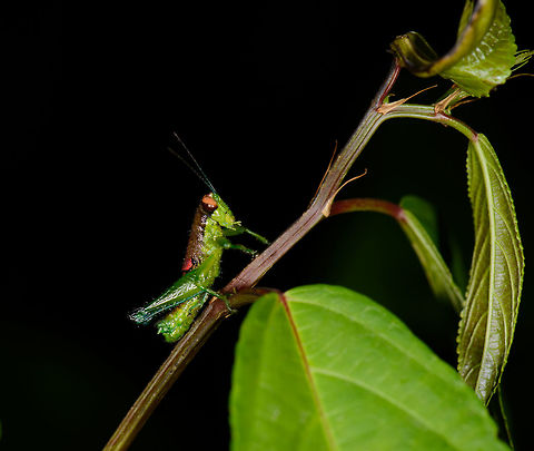 Green grasshopper, orange eyes - posing, Santa María, Colombia  Boyacá,Colombia,Santa María,South America,World