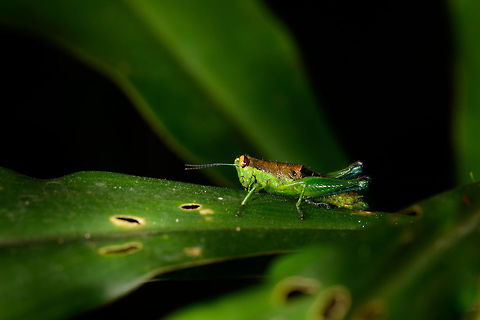 Green grasshopper, orange eyes - side view, Santa María, Colombia  Boyacá,Colombia,Santa María,South America,World