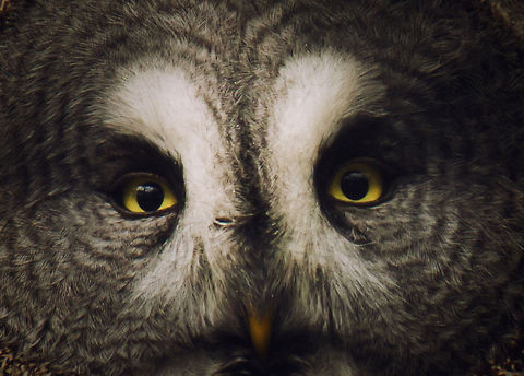 Great Grey Owl, the flying radar This is a 10% crop, so forgive me for the slight loss of detail. I just wanted to highlight the head of this beauty, where the hairs are positioned in a radar-like cone for maximum hearing. This highly specialized killer has other hunter traits, such as wingtips that allow for a silent flight. BestZOO,Geotagged,Great Grey Owl,Strix nebulosa,The Netherlands