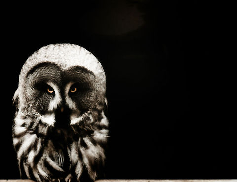 Yes? You had something to say? The Great Grey Owl has an intimidating look, but it is mostly bluff. Beneath the feathers is a very thin body, about as thin as the distance between its eyes. It's all fluff and bluff, unless you're a mouse. BestZOO,Geotagged,Great Grey Owl,Strix nebulosa,The Netherlands