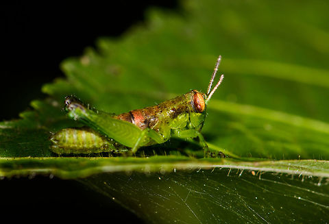 Green grasshopper, orange eyes - side view II, Santa María, Colombia Same species as this one:
https://www.jungledragon.com/image/49313/green_grasshopper_orange_eyes_-_front_view_santa_mara_colombia.html Boyacá,Colombia,Santa María,South America,World