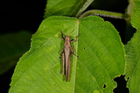 Dull large grasshopper on leaf, Santa María, Colombia  Abracris flavolineata,Boyacá,Colombia,Santa María,South America,World
