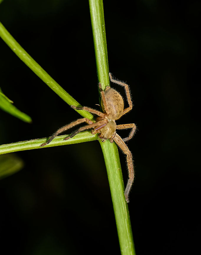 Sparassidae, Santa María, Colombia ID by Hubert H&ouml;fer. Boyacá,Colombia,Santa María,South America,World