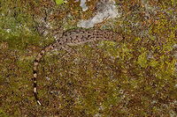 Lizard on wall - closeup, Santa María, Colombia Key characteristic seems to be the dark banded tail. Species identification under investigation. Boyacá,Colombia,Gonatodes humeralis,Santa María,South America,Trinidad Gecko,World