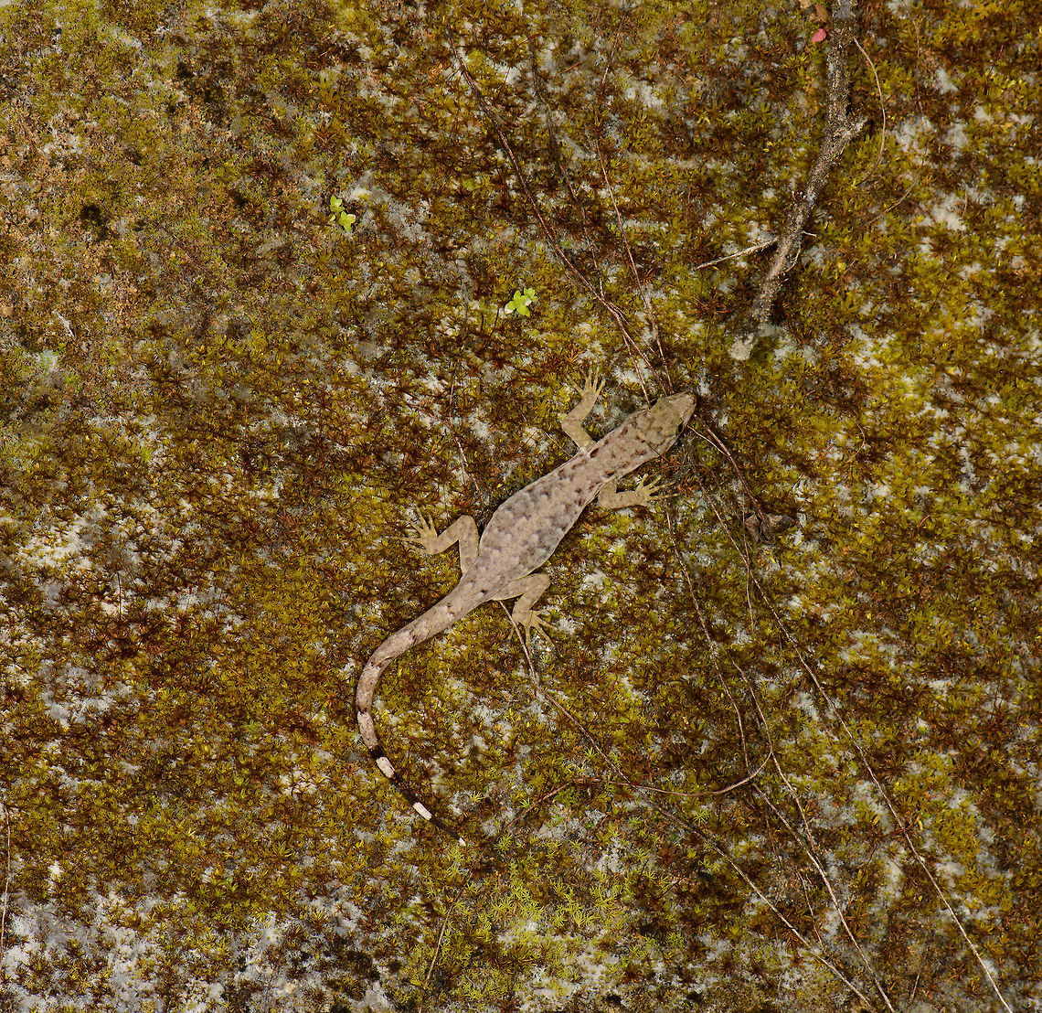 Lizard on wall, Santa María, Colombia Closeup:<br />
<figure class="photo"><a href="https://www.jungledragon.com/image/49391/lizard_on_wall_-_closeup_santa_mara_colombia.html" title="Lizard on wall - closeup, Santa Mar&iacute;a, Colombia"><img src="https://s3.amazonaws.com/media.jungledragon.com/images/2/49391_thumb.jpg?AWSAccessKeyId=05GMT0V3GWVNE7GGM1R2&Expires=1759968010&Signature=I5B6UubDrWsIluFQZL4KjIij6VA%3D" width="200" height="134" alt="Lizard on wall - closeup, Santa Mar&iacute;a, Colombia Key characteristic seems to be the dark banded tail. Species identification under investigation. Boyac&aacute;,Colombia,Gonatodes humeralis,Santa Mar&iacute;a,South America,Trinidad Gecko,World" /></a></figure> Boyacá,Colombia,Gonatodes humeralis,Santa María,South America,Trinidad Gecko,World