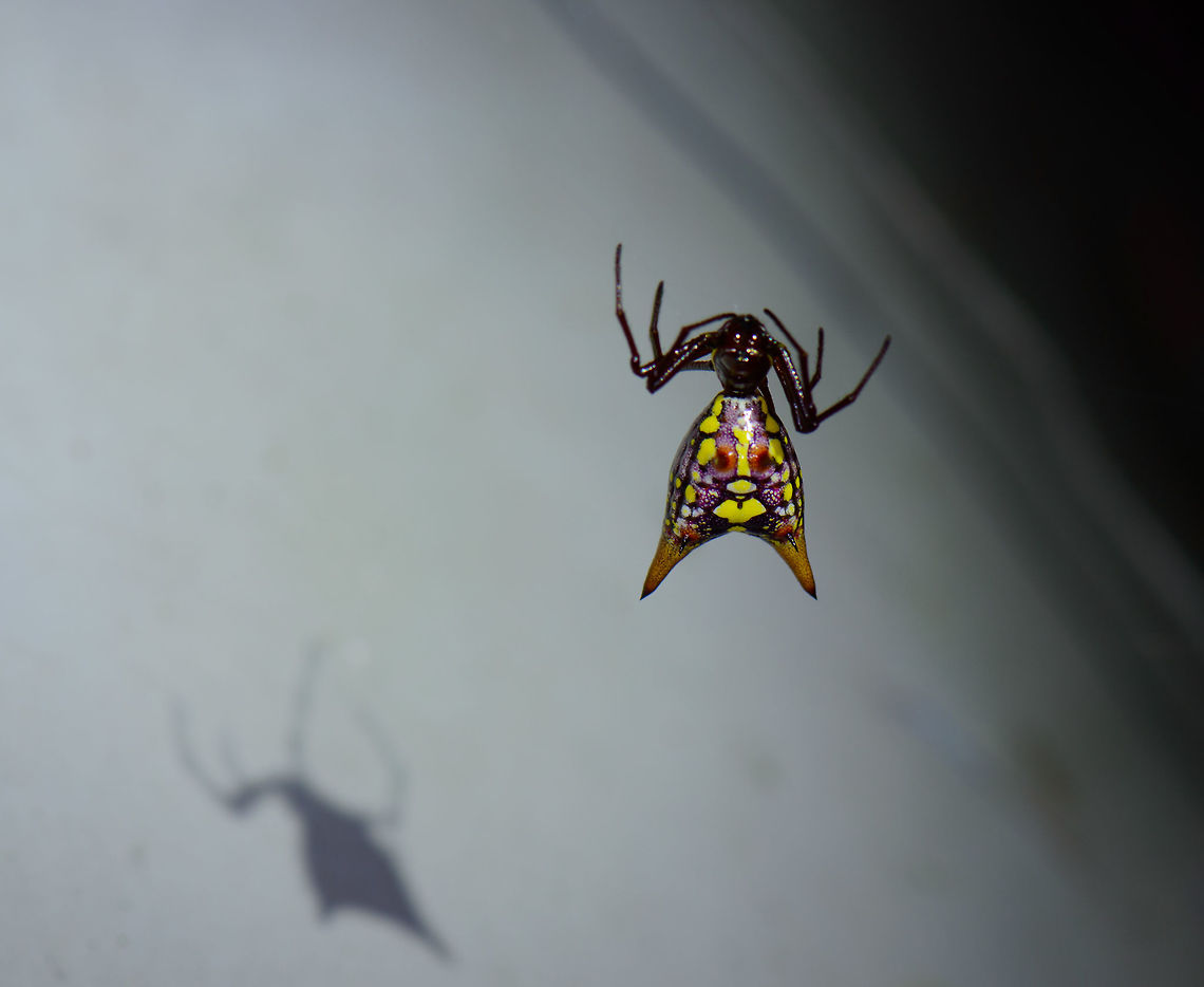 Colorful Spiny Orb-weaver, Santa María, Colombia  Boyacá,Colombia,Micrathena sexspinosa,Santa María,South America,World
