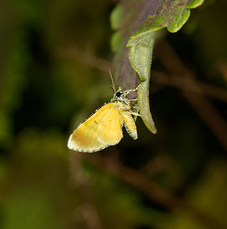 Golden moth, Santa María, Colombia This one seems to have some hidden beauty to it. Not only does it have beautiful yellow forewings, if you check closely part of the inside is black/golden banded. Furthermore, the head is a beautiful mix of green and white. Unfortunately, I don't have a shot with the wings open :( Boyacá,Colombia,Santa María,South America,World
