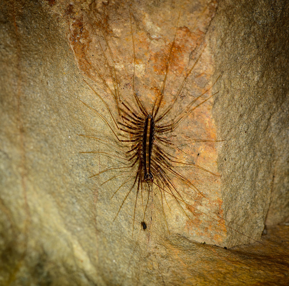 Scutigeromorpha (presumed), Santa María, Colombia This insect came across as very odd to us, not a usual sighting. I believe it is centipede, possibly a Scutigeromorpha, of which some members are called &quot;spider centipede&quot;, in dutch at least. Boyacá,Chilopoda,Colombia,Myriapoda,Pselliodidae,Santa María,Scutigeromorpha,South America,Sphendononema,Sphendononema guildingii,World