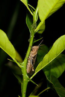 Dull grasshopper resting, Santa María, Colombia  Abracris flavolineata,Boyacá,Colombia,Santa María,South America,World