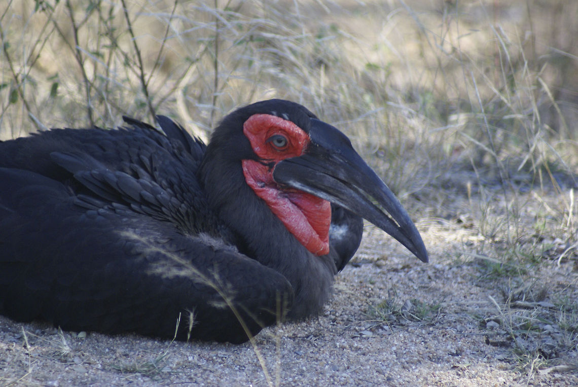 Southern ground-hornbill resting Amazing creatures with amazing bills. I once saw them on a documentary trying to penetrate a turtle shield. Birds,Bucorvus leadbeateri,Hornbill,South Africa,Southern Ground Hornbill,Southern ground-hornbill