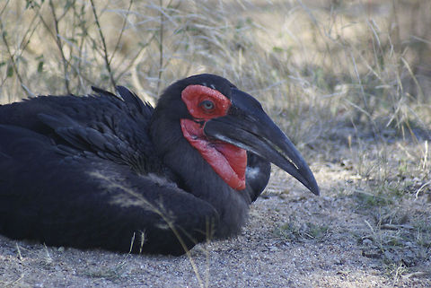 Southern ground-hornbill resting Amazing creatures with amazing bills. I once saw them on a documentary trying to penetrate a turtle shield. Birds,Bucorvus leadbeateri,Hornbill,South Africa,Southern Ground Hornbill,Southern ground-hornbill