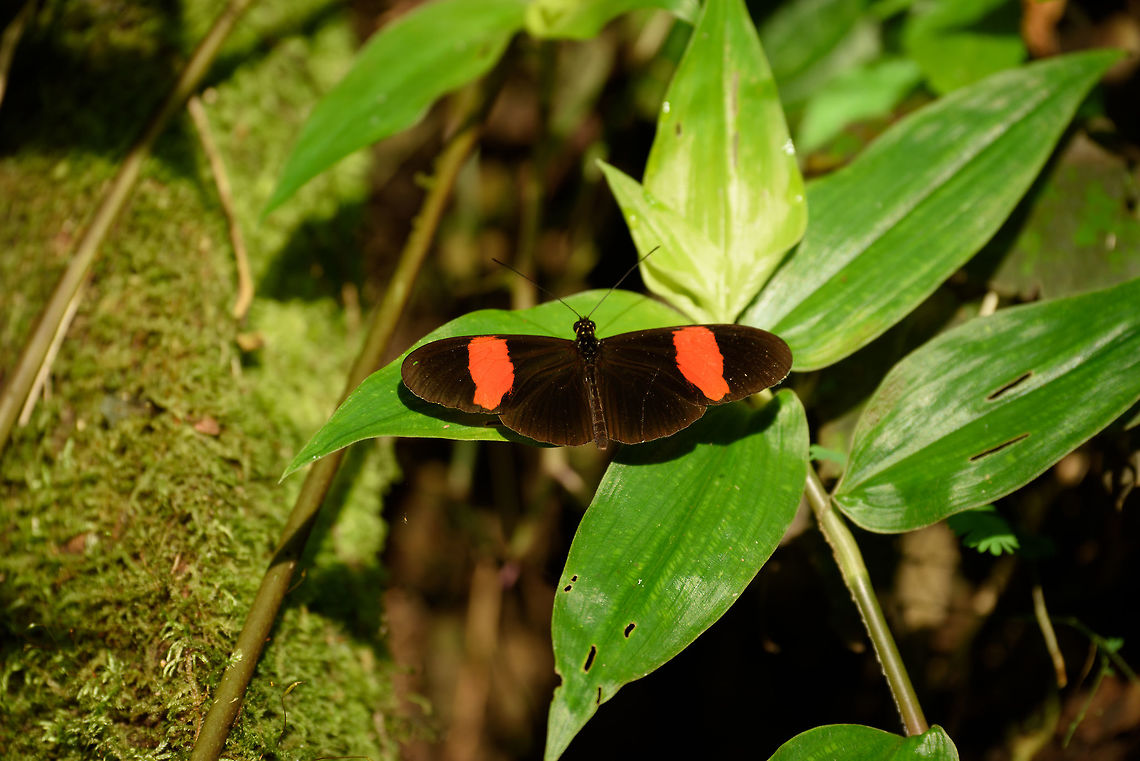 Heliconius melpomene, Santa María, Colombia If I got the identification correct on this one, this is the Heliconius melpomene melpomene  sub species. Boyacá,Colombia,Common postman,Heliconius melpomene,Santa María,South America,World