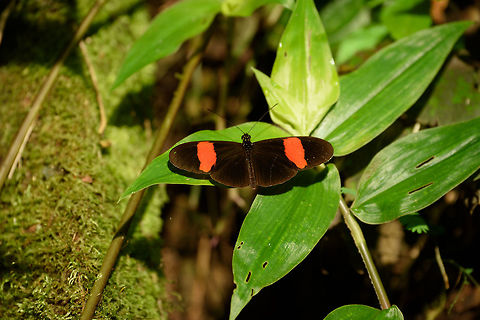 Heliconius melpomene, Santa Mar&iacute;a, Colombia If I got the identification correct on this one, this is the Heliconius melpomene melpomene  sub species. Boyac&aacute;,Colombia,Common postman,Heliconius melpomene,Santa Mar&iacute;a,South America,World