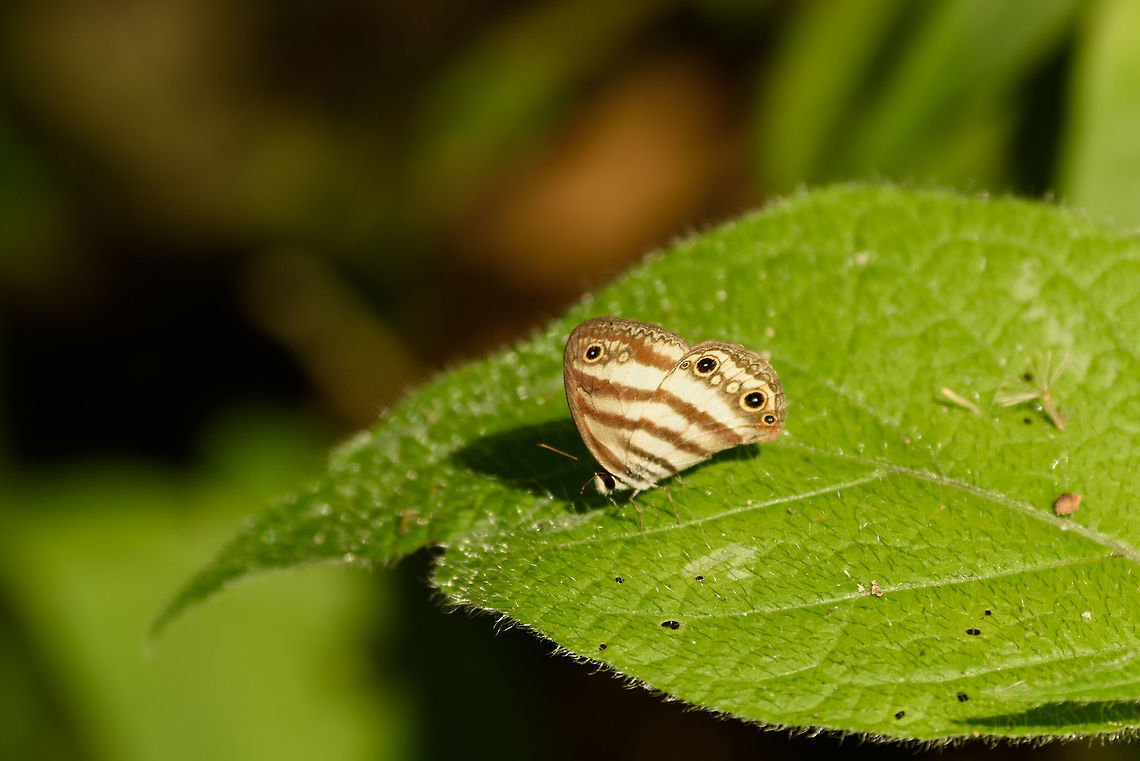 Westwood’s Satyr, Santa María, Colombia A small and delicate butterfly identified based on its 5 eyes patterns, of which 3 are black. Boyacá,Colombia,Euptychia westwoodi,Fall,Geotagged,Santa María,South America,Westwood’s Satyr,World