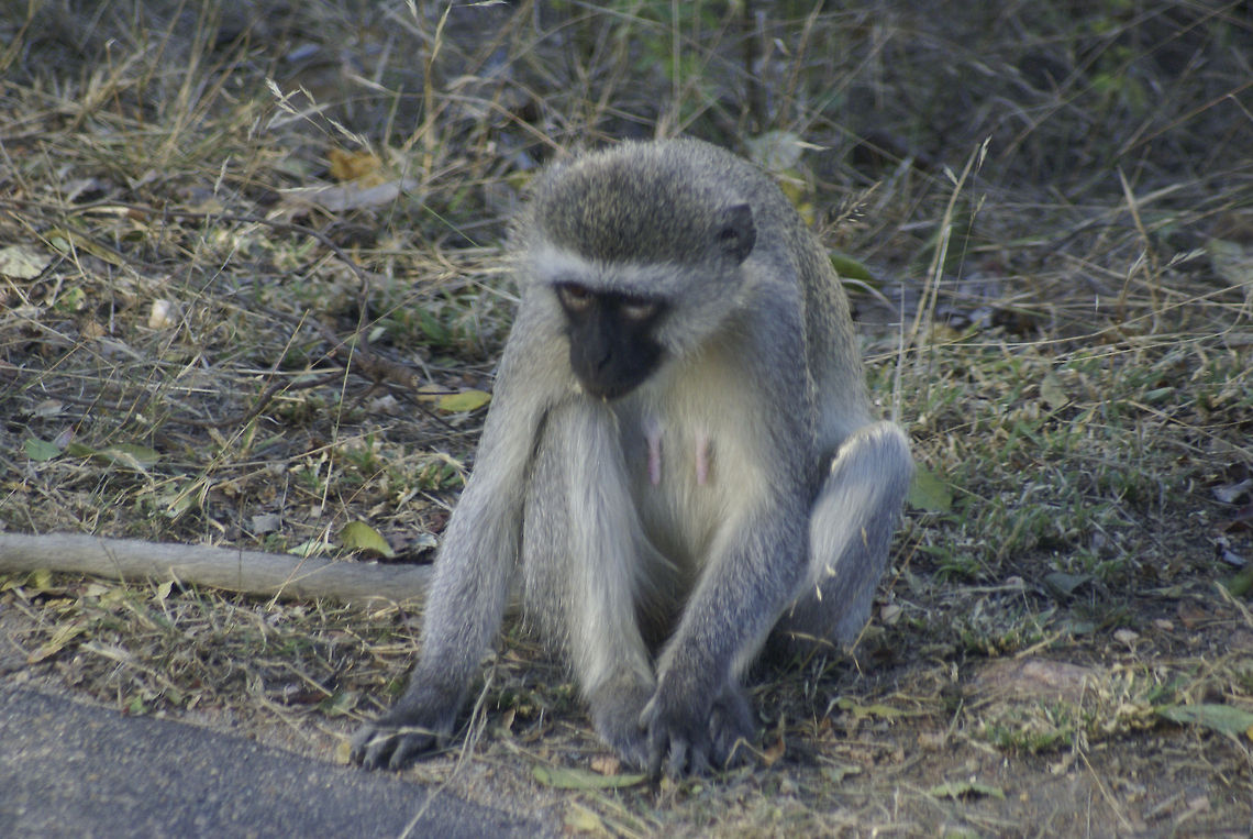 Female vervet monkey Female vervet monkey that looks hungry or old sits on the side of the road of Kruger National Park, South Africa. Mammalia,Monkeys,South Africa,Vervet Monkey