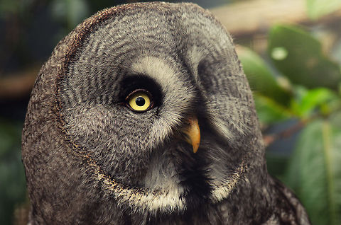 Great Grey Owl epic stare II  BestZOO,Geotagged,Great Grey Owl,Strix nebulosa,The Netherlands