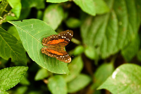 Scarlet peacock, Santa Mar&iacute;a, Colombia  Anartia amathea,Boyac&aacute;,Colombia,Santa Mar&iacute;a,Scarlet peacock,South America,World