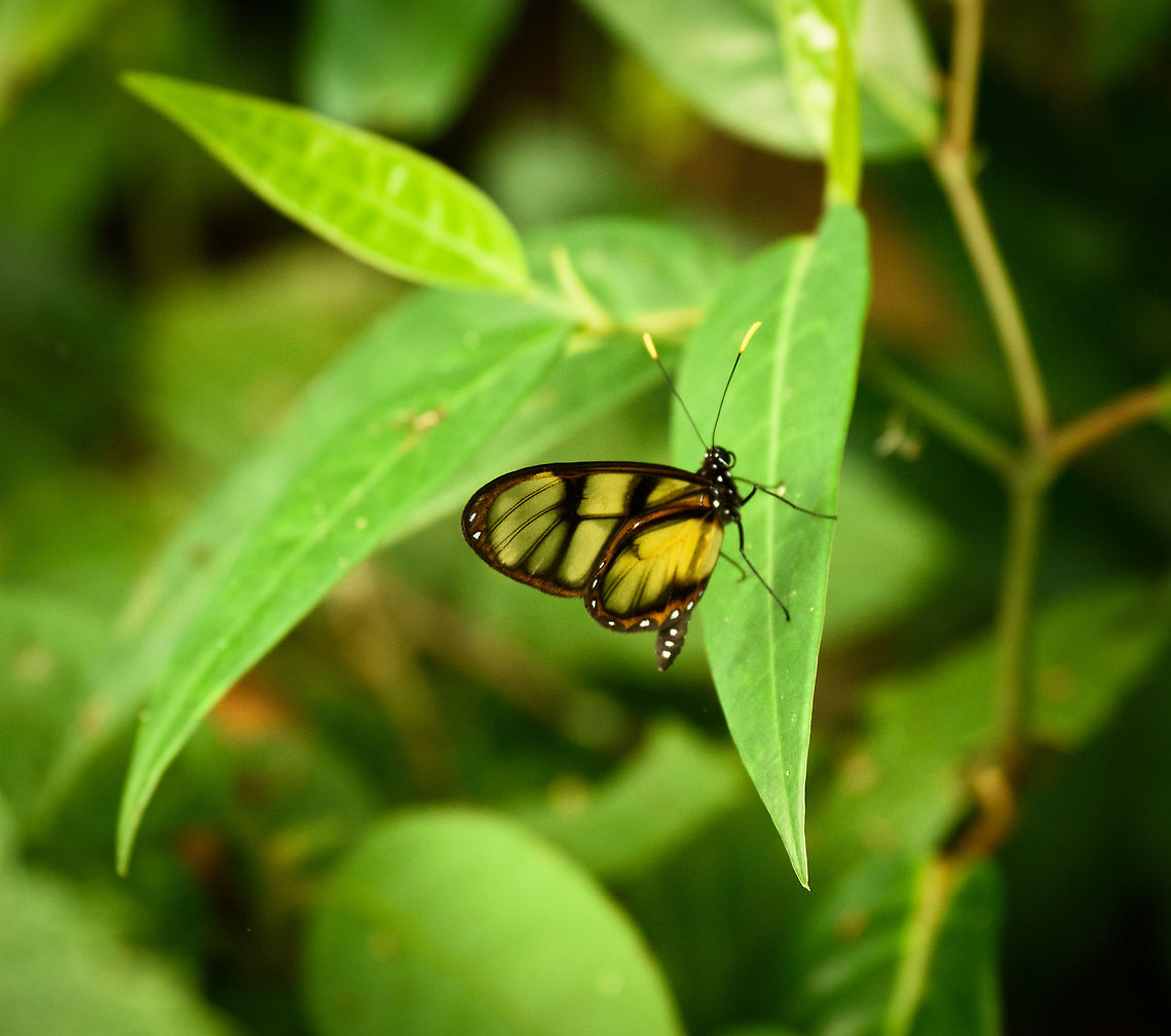 Dircenna adina, Santa Mar&iacute;a, Colombia Identification presumed, as there are a lot of subtle variations in species. Boyac&aacute;,Colombia,Dircenna adina,Santa Mar&iacute;a,South America,World