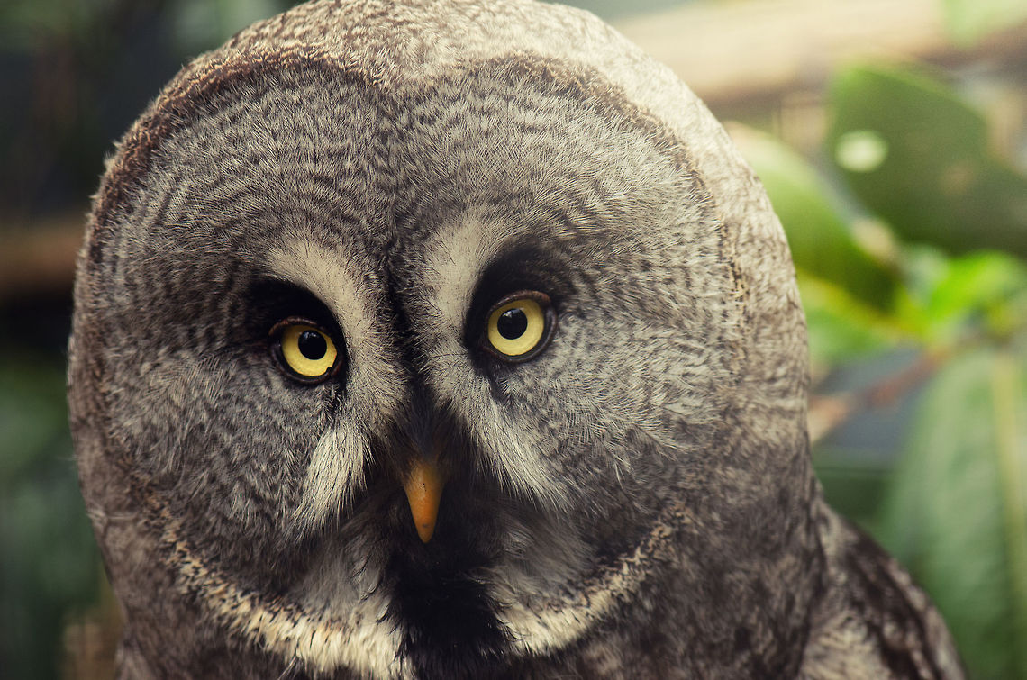 Great Grey Owl epic stare I  BestZOO,Geotagged,Great Grey Owl,Strix nebulosa,The Netherlands