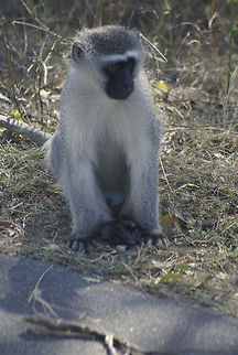 Male vervet monkey Small male vervet monkey sits on the side of the road of Kruger National Park, South Africa. Mammalia,Monkeys,South Africa,Vervet Monkey