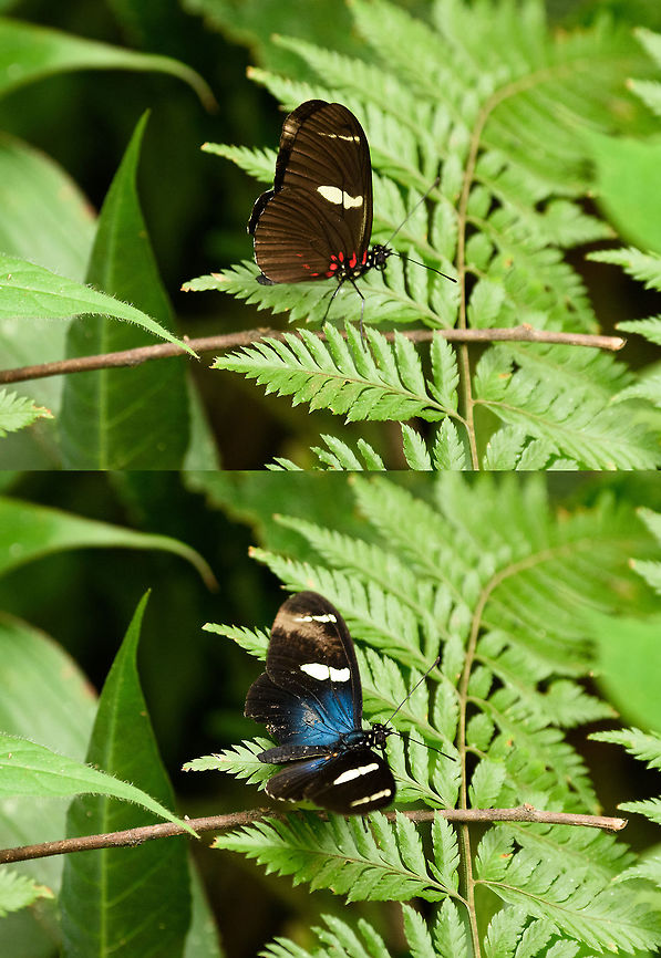 Sara longwing, Santa María, Colombia Collage of the same butterfly in the same place with only one second apart, showing it with wings closed and open. Colombia,Heliconius sara,Santa María,Sara longwing,South America
