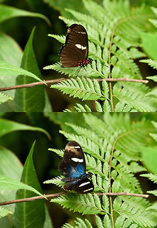 Sara longwing, Santa María, Colombia Collage of the same butterfly in the same place with only one second apart, showing it with wings closed and open. Colombia,Heliconius sara,Santa María,Sara longwing,South America