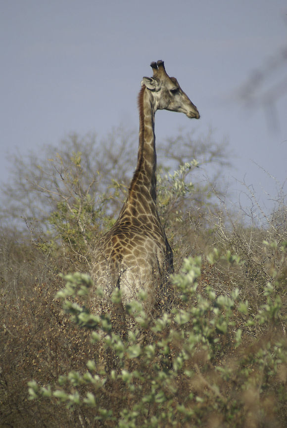 Giraffe standing tall Portrait view of a long-necked giraffe in Kruger National Park, South Africa. Giraffa camelopardalis,Giraffe,South Africa