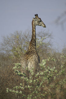 Giraffe standing tall Portrait view of a long-necked giraffe in Kruger National Park, South Africa. Giraffa camelopardalis,Giraffe,South Africa