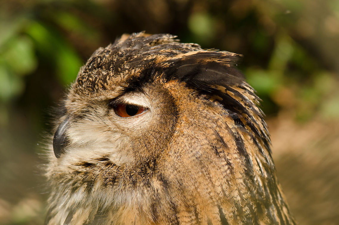 Eurasian Eagle-Owl closeup side view Closeup capture of an Eurasian Eagle-Owl at the BestZOO, the Netherlands. BestZOO,Bubo bubo,Eurasian Eagle-Owl,Geotagged,The Netherlands