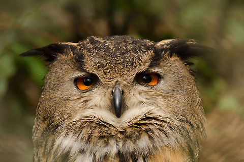 Eurasian Eagle-Owl closeup front view Closeup capture of an Eurasian Eagle-Owl at the BestZOO, the Netherlands. BestZOO,Bubo bubo,Eurasian Eagle-Owl,Geotagged,The Netherlands
