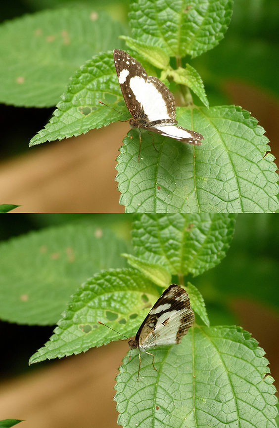 White brown butterfly, Santa María, Colombia Wings open and closed of the same specimen. No idea what it is yet, help wanted. Boyacá,Colombia,Fall,Geotagged,Janatella leucodesma,Santa María,South America,Whitened Crescent,World