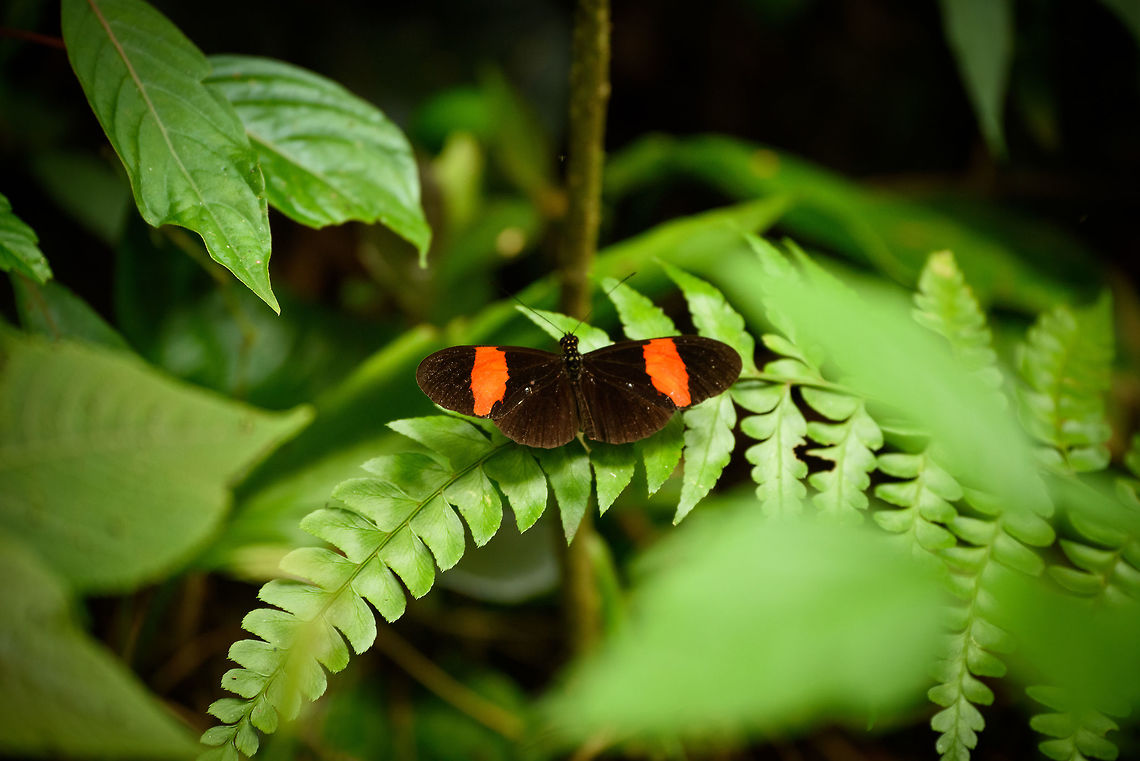 Common Postman, Santa Mar&iacute;a, Colombia  Boyac&aacute;,Colombia,Common postman,Heliconius melpomene,Santa Mar&iacute;a,South America,World